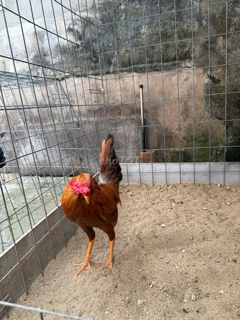 mỹ simon. Mua bán Gà tại Quận 8 Tp Hồ Chí Minh được đăng bởi Tấn Sang hình 1