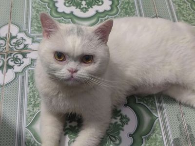 Mèo Ba Tư lai Anh lông ngắn Đực Trưởng thành