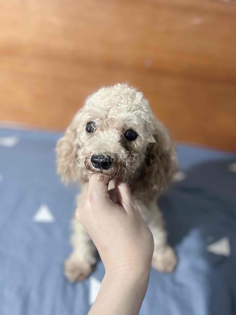 chó ❤️ POODLE TEACUP VÀNG MƠ ❤️. Mua bán Chó tại Huyện Hóc Môn Tp Hồ Chí Minh được đăng bởi Chang hình 3