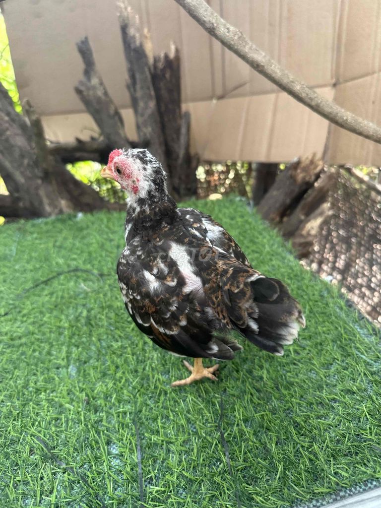 Gà tre bắc cộc. Mua bán Gà tại Huyện Củ Chi Tp Hồ Chí Minh được đăng bởi Di 520 hình 1