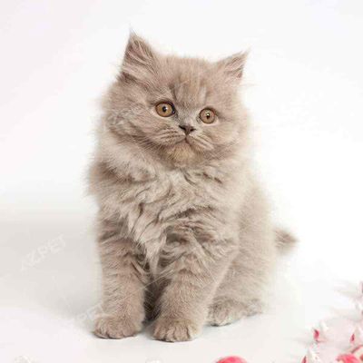 Tìm mèo anh lông dài nhỏ, giới tính cái giá rẻ. Mua bán Mèo tại Quận 7 Tp Hồ Chí Minh được đăng bởi Phúc Thiên Khoa Nguyễn
