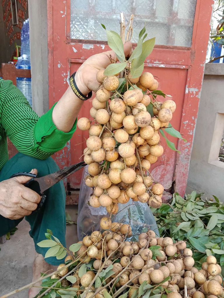 Nhãn Huế nhà trồng bao ngon.