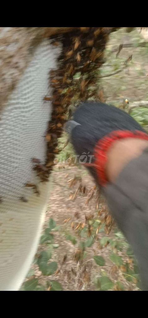 Mật ong Rừng 1 lít. Mua bán Đồ ăn, thực phẩm và các loại khác tại Huyện Bù Gia Mập Bình Phước được đăng bởi B Hoàng hình 1