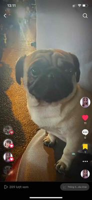Bán chó Pug Thuần chủng nhập khẩu Thái Lan