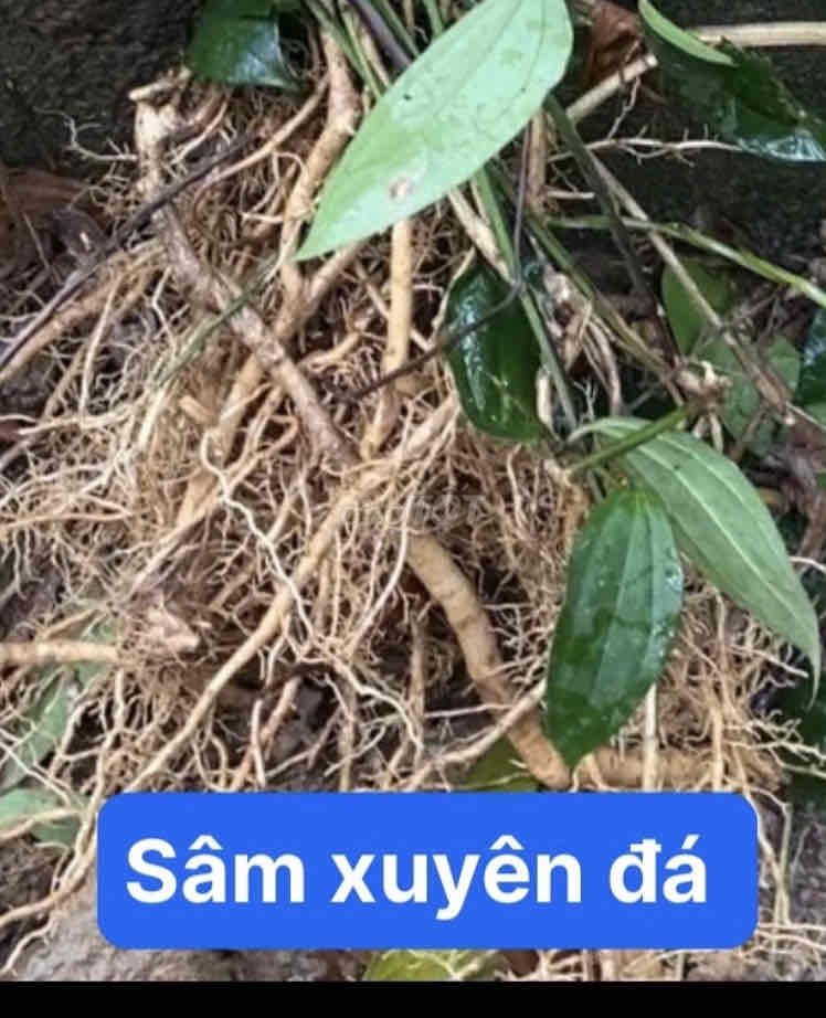 C sâm tiên mao tươi. Mua bán Đồ ăn, thực phẩm và các loại khác tại Quận Sơn Trà Đà Nẵng được đăng bởi Dược liệu Sơn Trà  hình 2