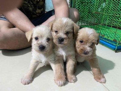 poodle lai pom ,chihuahua lai. Mua bán Chó tại Quận Thanh Khê Đà Nẵng được đăng bởi Hải