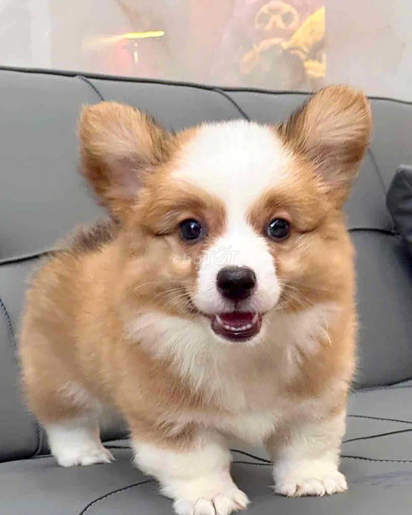 corgi mông bự. Mua bán Chó tại Quận Bình Tân Tp Hồ Chí Minh được đăng bởi Trang  hình 1