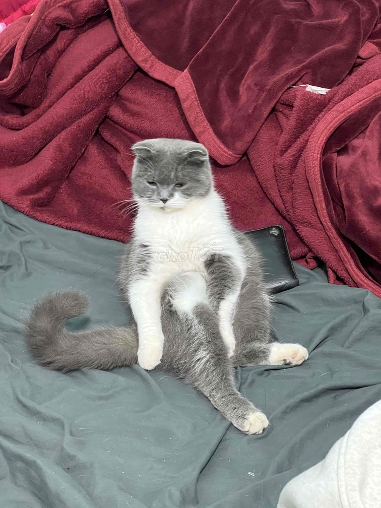 Mèo Anh lông ngắn Xám trắng. Mua bán Mèo tại Huyện Xuân Lộc Đồng Nai được đăng bởi Thanh Quý hình 1