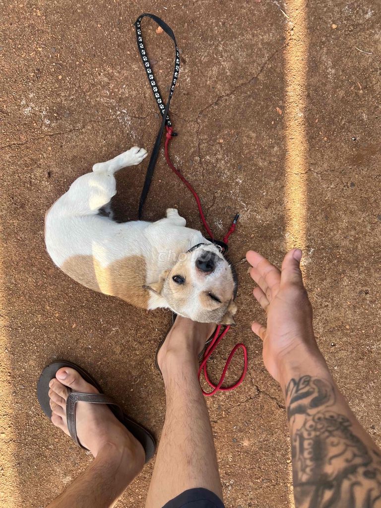 Chó Fox lai Chihuahua Cái. Mua bán Chó tại Huyện Di Linh Lâm Đồng được đăng bởi Nguyễn Hữu Huân hình 1