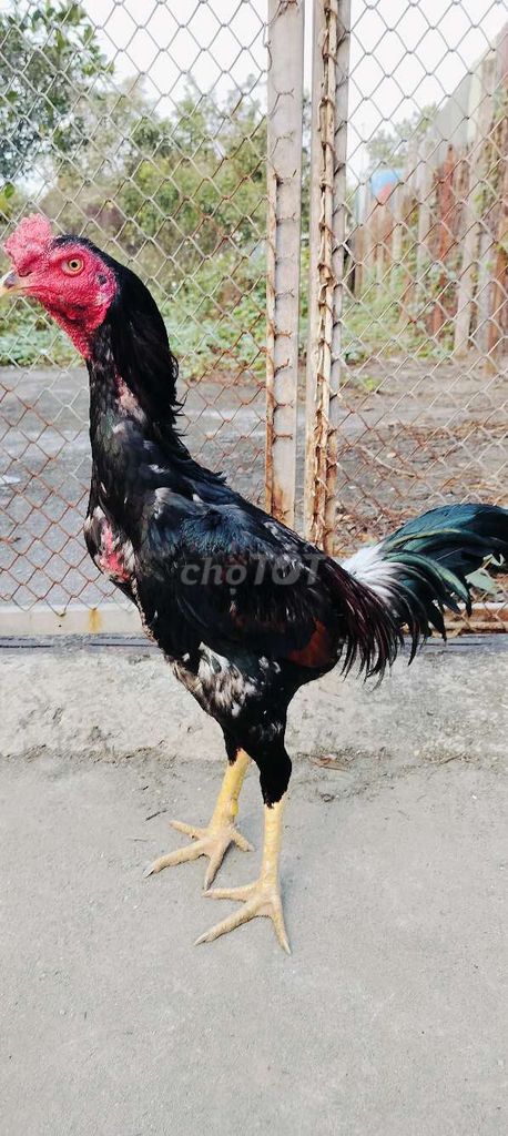 Gà chọi đực 3.1kg. Mua bán Gà tại Huyện Thanh Trì Hà Nội được đăng bởi quyền hình 1