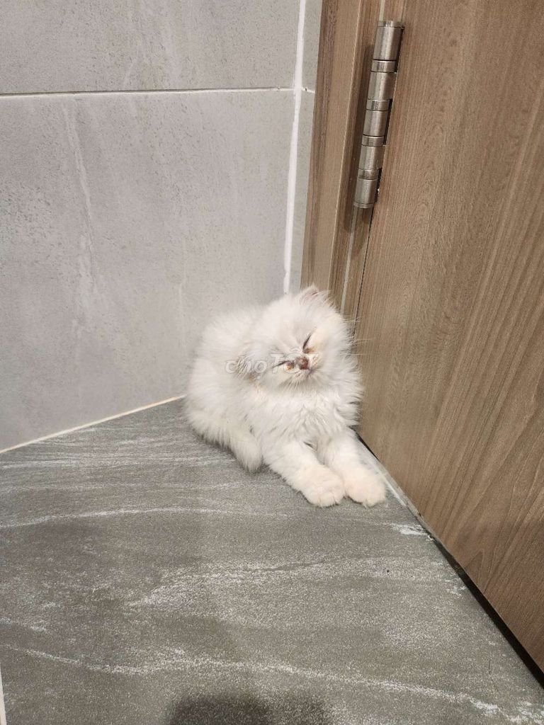 mèo Anh pet tìm ba mẹ. Mua bán Mèo tại Thành phố Thủ Đức Tp Hồ Chí Minh được đăng bởi Trang hình 7