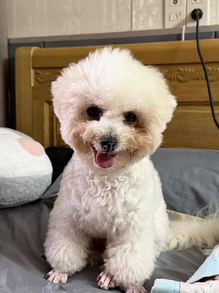 cún Bichon. Mua bán Chó tại Quận 10 Tp Hồ Chí Minh được đăng bởi Nguyễn Ngọc My hình 1