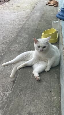 Mèo anh lông ngắn trắng hơn 1tuổi cân nặng 3,5-4kg