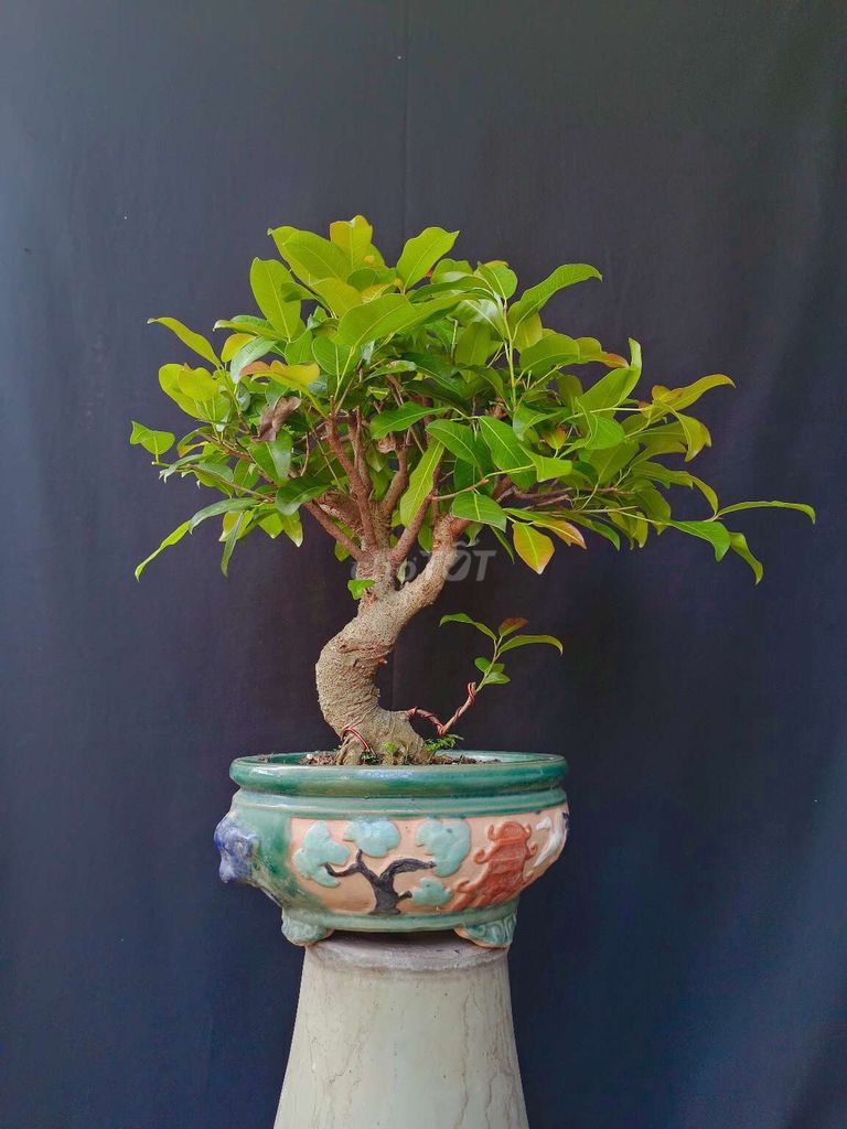 Cây Sộp bonsai phong thủy cao 40cm