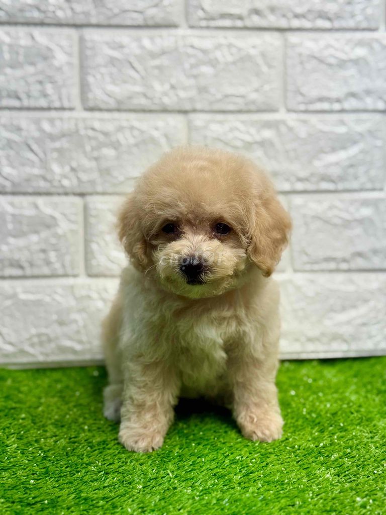 Nhà Có 8 em poodle Đợi Sen