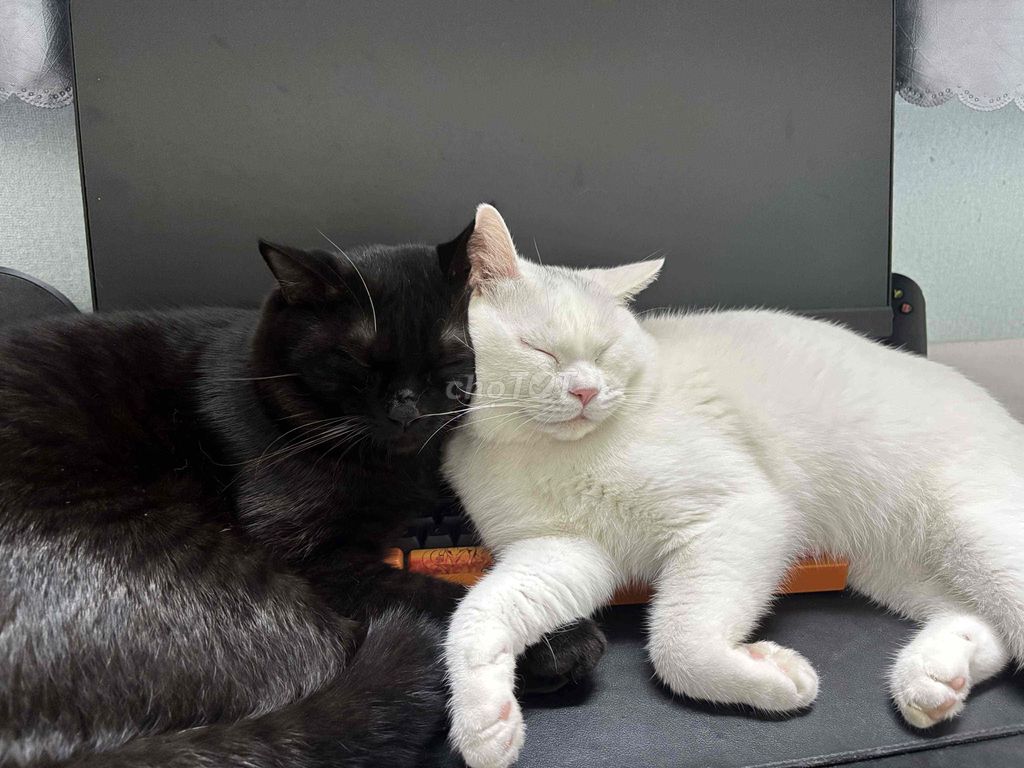 Mèo Anh Lông Ngắn chung lứa. Mua bán Mèo tại Quận 3 Tp Hồ Chí Minh được đăng bởi khang pham hình 5