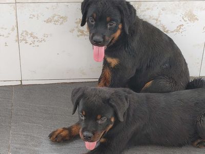 Rottweiler.To Con. Mua bán Chó tại Thành phố Long Xuyên An Giang được đăng bởi Nhân Rottweiler 