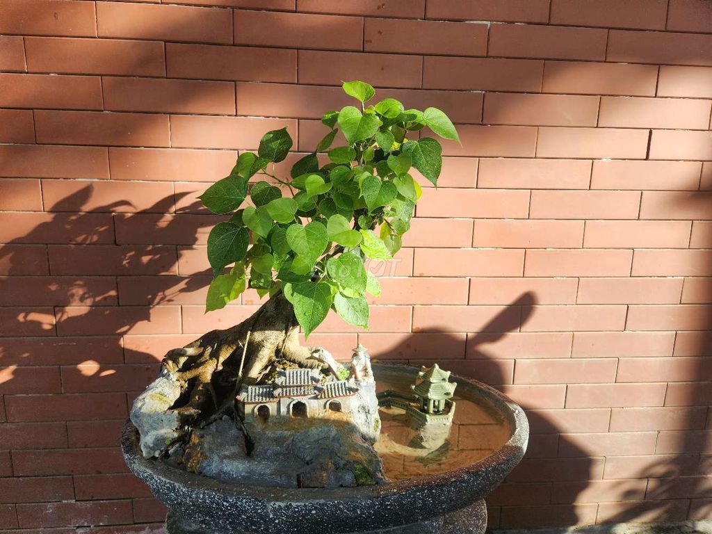 Tiểu cảnh mini Đá cây xanh để bàn. Mua bán Cây cảnh, đồ trang trí tại Thành phố Huế Thừa Thiên Huế được đăng bởi Hoàng Phi Hổ hình 1