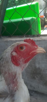 Gà lông 5thang. Mua bán Gà tại Thành phố Thuận An Bình Dương được đăng bởi Hồng phát68