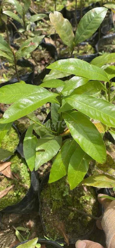mai con đọt xanh quảng nam. Mua bán Cây cảnh, đồ trang trí tại Huyện Duy Xuyên Quảng Nam được đăng bởi  Lê Tuấn  mai đọt xanh quảng nam hình 1