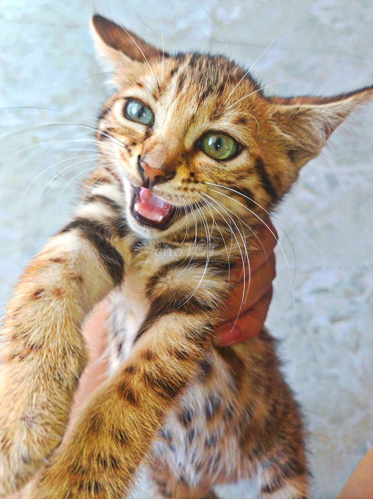 Mèo Bengal lai 2 tháng tuổi. Mua bán Mèo tại Huyện Xuân Trường Nam Định được đăng bởi Linh Pham hình 1