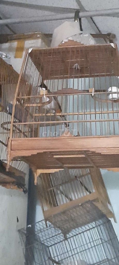 Chim bổi Đực 1 tháng lồng hót tốt không tật lỗi. Mua bán Chim tại Quận Gò Vấp Tp Hồ Chí Minh được đăng bởi C V hình 1