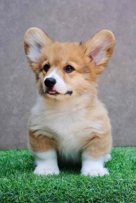 chó corgi siêu vip chân to lùn