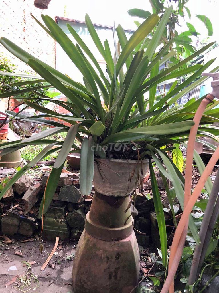 bán 1 cặp Hoa Lan Kiếm Vũ khổng lồ