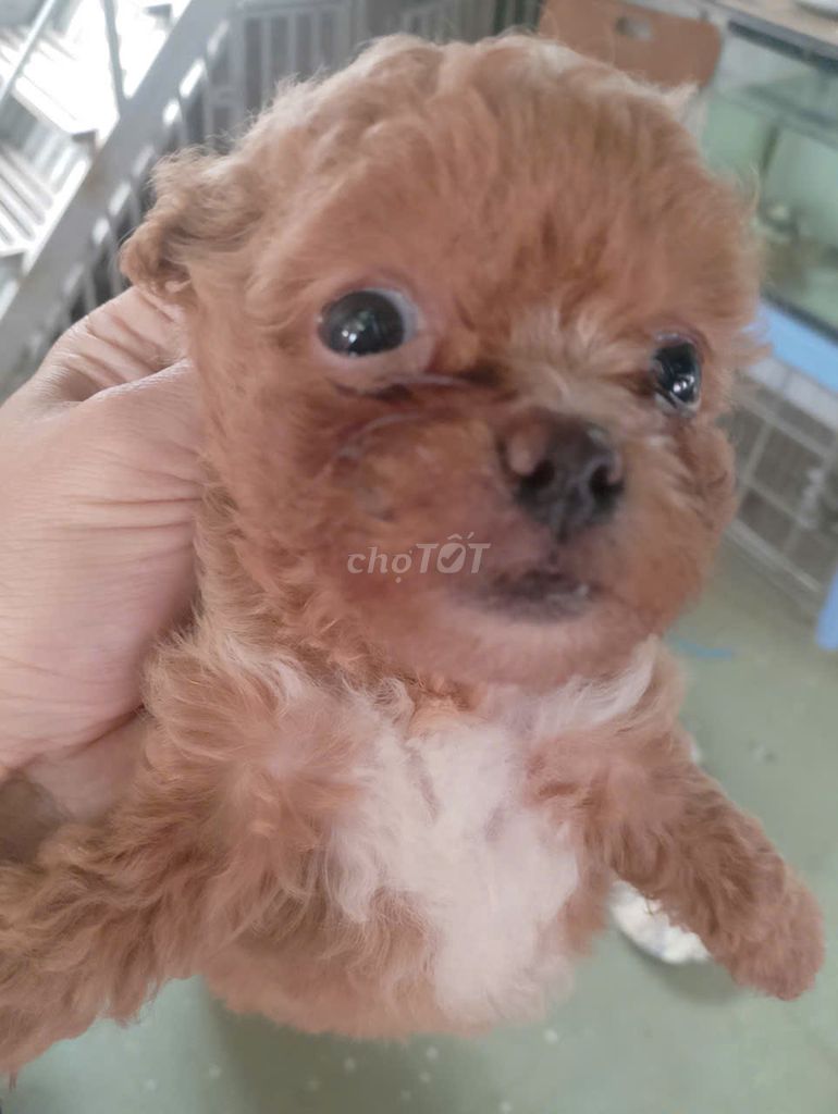 Chó Poodle nâu sữa hơn 2 tháng. Mua bán Chó tại Quận Hoàng Mai Hà Nội được đăng bởi Thiên Long Bát bộ 98 hình 1