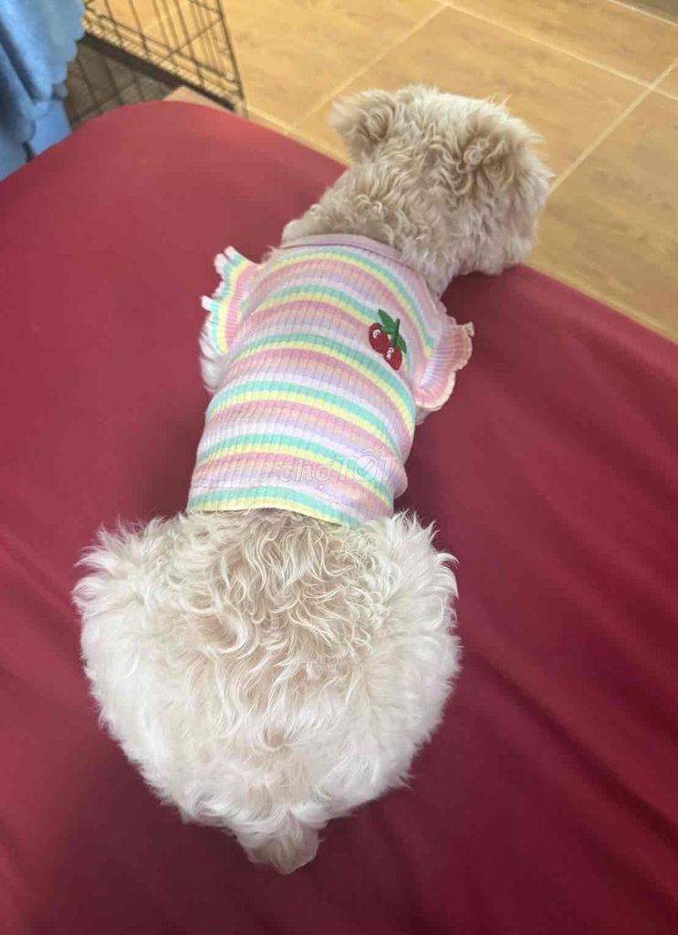 Chó Poodle Cái 7 tháng Trắng kem. Mua bán Chó tại Quận Tân Bình Tp Hồ Chí Minh được đăng bởi Trúc hình 1