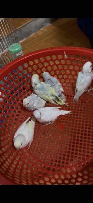 Chim yến phụng Trắng vàng xám khỏe mạnh