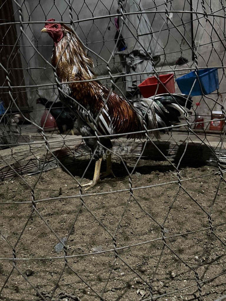 Gà chọi 3k5 nhiều màu. Mua bán Gà tại Huyện Gò Công Tây Tiền Giang được đăng bởi Nhứt  hình 1