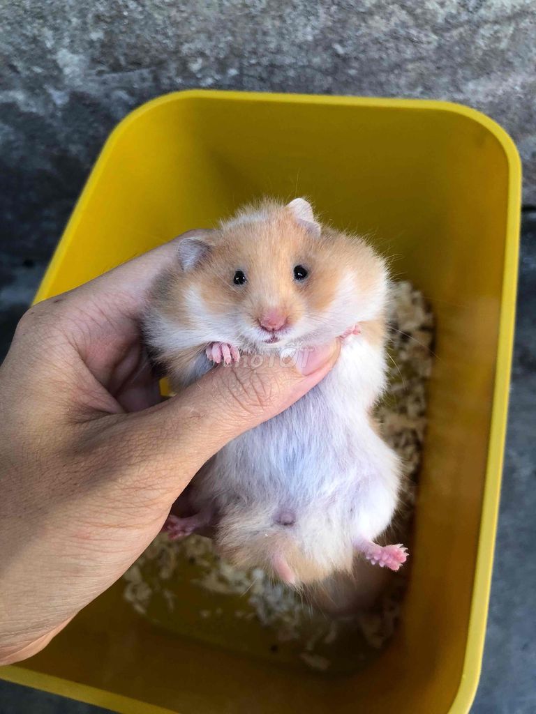 Chuột Hamster Bear xù lai màu Cinamon. Mua bán Thú cưng khác tại Quận Bình Tân Tp Hồ Chí Minh được đăng bởi Ở trọ bày đặt bán chụtt hình 1