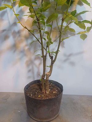Cây sung đôi song thân dáng đẹp cao 1m2. Mua bán Cây cảnh, đồ trang trí tại Quận Tân Bình Tp Hồ Chí Minh được đăng bởi Vườn Phố