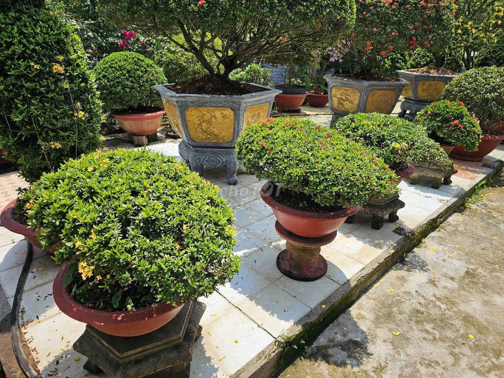 Mẫu đơn dáng bay tán mịn. Mua bán Cây cảnh, đồ trang trí tại Huyện Châu Thành Tiền Giang được đăng bởi Vườn mẫu đơn Lê Tấn hình 1