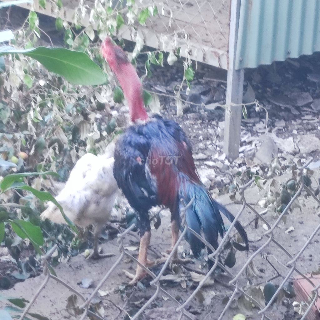 Gà trống 3.4kg. Mua bán Gà tại Huyện Trảng Bom Đồng Nai được đăng bởi Khánh hình 1