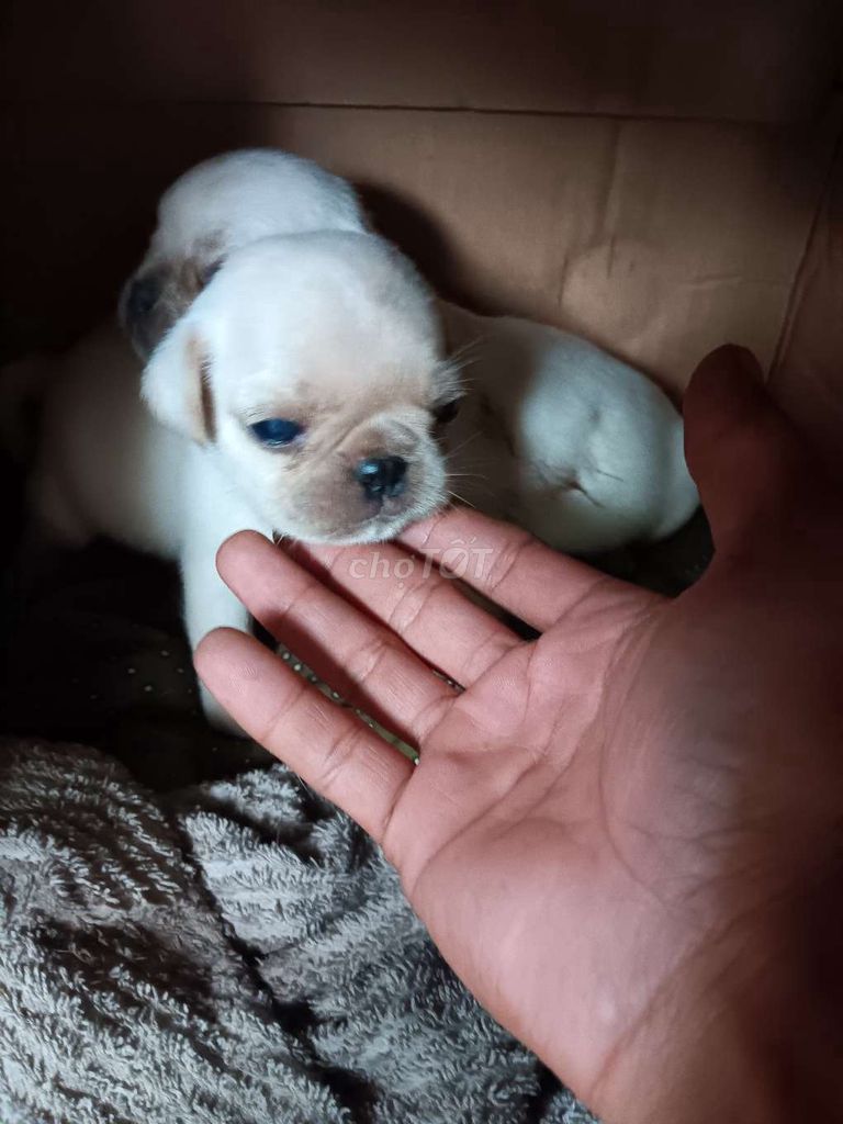 2 bé Pug xệ đực thuần chủng. Mua bán Chó tại Huyện Phụng Hiệp Hậu Giang được đăng bởi GÀ ĐÁ HẬU GIANG hình 4