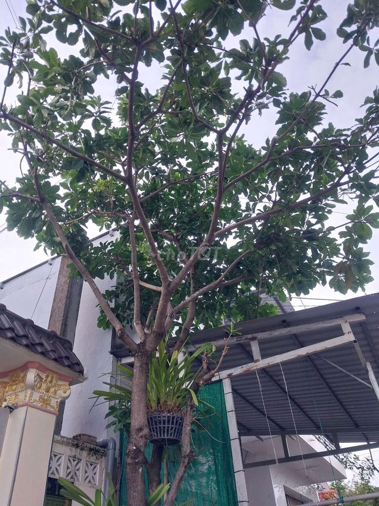 Cây Lộc Vừng 5m. Mua bán Cây cảnh, đồ trang trí tại Thành phố Cà Mau Cà Mau được đăng bởi Mr Gia Huy hình 1