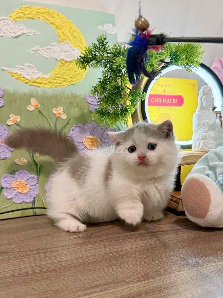 Mèo munchkin chân ngắn bi lilac đáng iu ạ. Mua bán Mèo tại Quận 1 Tp Hồ Chí Minh được đăng bởi Như Ý hình 1