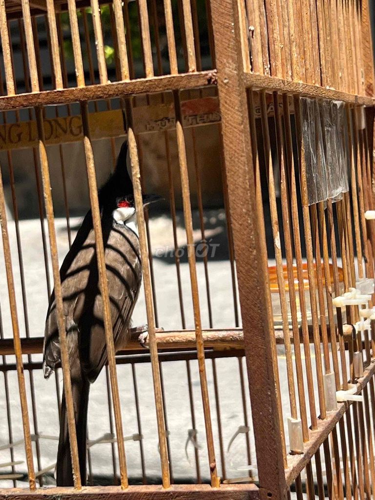 Chim chào mào hót hay dáng đẹp khỏe mạnh. Mua bán Chim tại Quận Bình Tân Tp Hồ Chí Minh được đăng bởi phong lưu hình 1