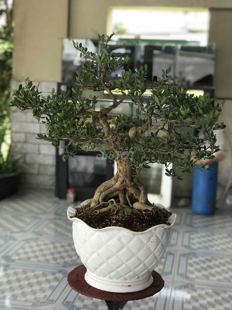 Cây cảnh Linh sam Bonsai. Mua bán Cây cảnh, đồ trang trí tại Huyện Chợ Lách Bến Tre được đăng bởi Loan Phạm hình 1
