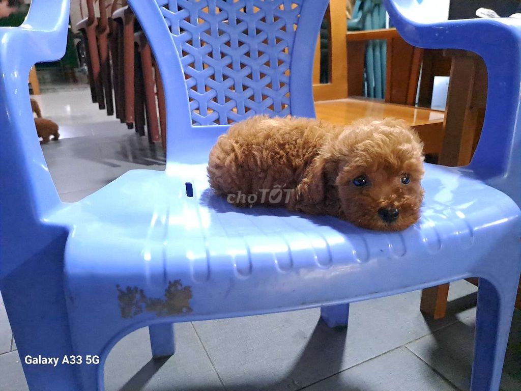 Poodle tini tìm chủ yêu thương. Mua bán Chó tại Thành phố Thủ Đức Tp Hồ Chí Minh được đăng bởi Truong Minh Chau hình 2