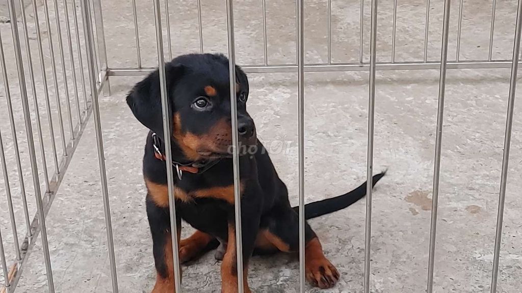 Chó Rottweiler.AG..