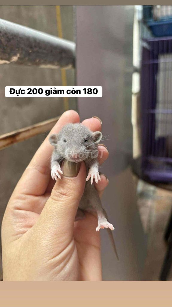 xám blue dumbo rat. Mua bán Thú cưng khác tại Quận Đống Đa Hà Nội được đăng bởi Lê Linh Hương hình 1