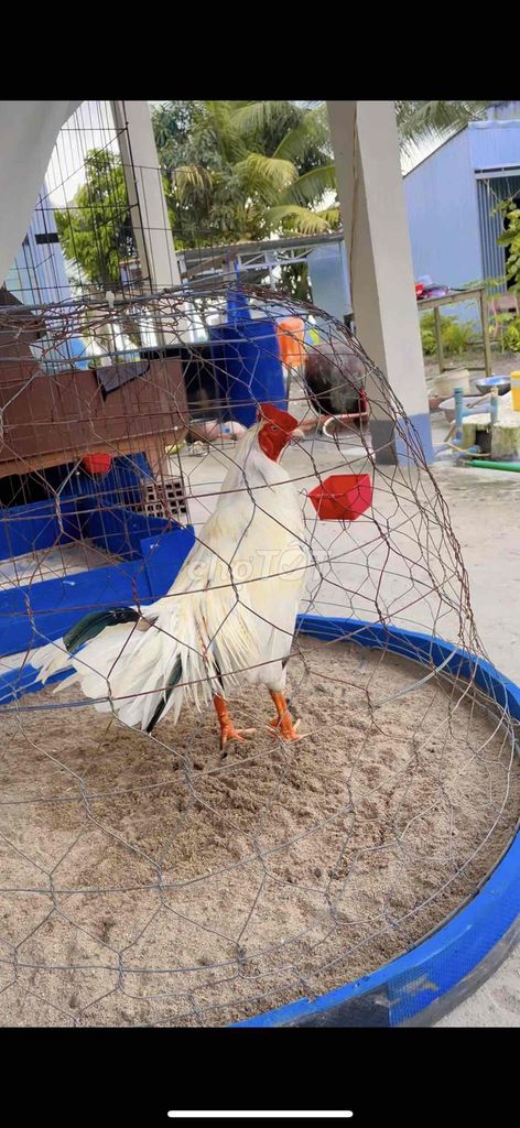 bướm 2ky7 tay ok. Mua bán Gà tại Thị xã Giá Rai Bạc Liêu được đăng bởi LINH NHI hình 1