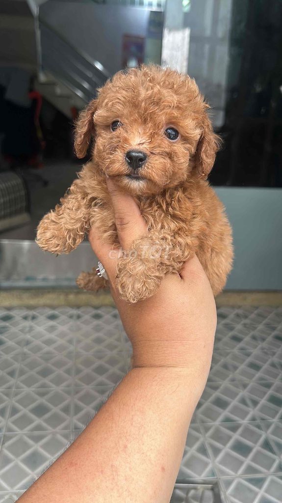 poodle tiny mix teacup