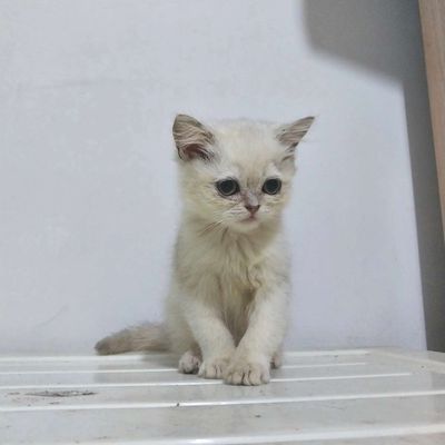 mèo con xinh yêu siver