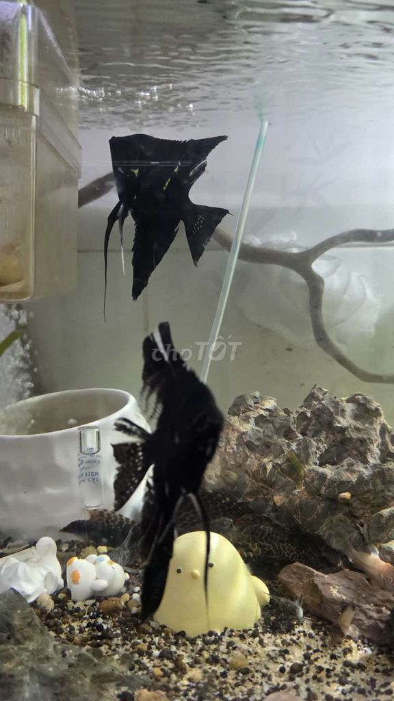 Cá thần tiên Đen sinh sản Khỏe mạnh. Mua bán Thú cưng khác tại Quận Ninh Kiều Cần Thơ được đăng bởi Đạt 009 hình 1