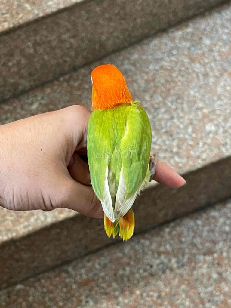 Vẹt Lovebird Non. Mua bán Chim tại Quận Bình Tân Tp Hồ Chí Minh được đăng bởi Minh Thiện hình 1