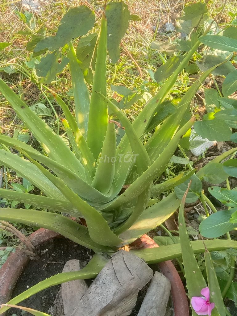 Cây cảnh Nha đam To. Mua bán Cây cảnh, đồ trang trí tại Huyện Phong Điền Cần Thơ được đăng bởi Trung hình 1